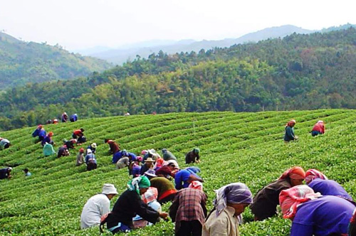 Teeplantage Thailand