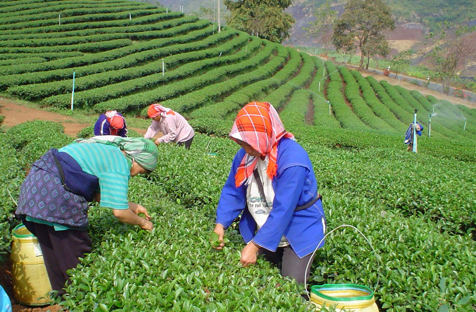 Oolong Plantage - Nordthailand