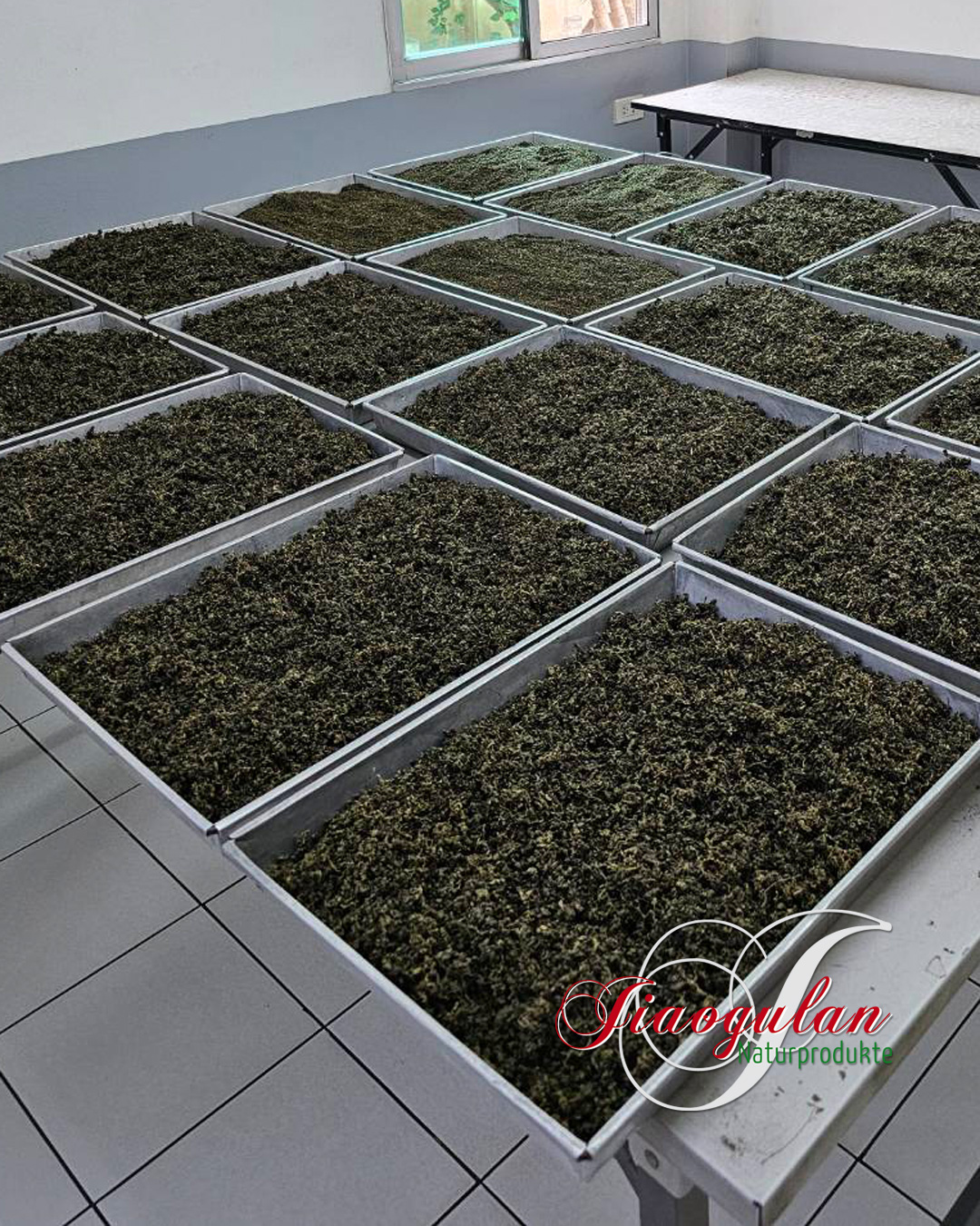 Herstellung5 Jiaogulan 1A Qualität