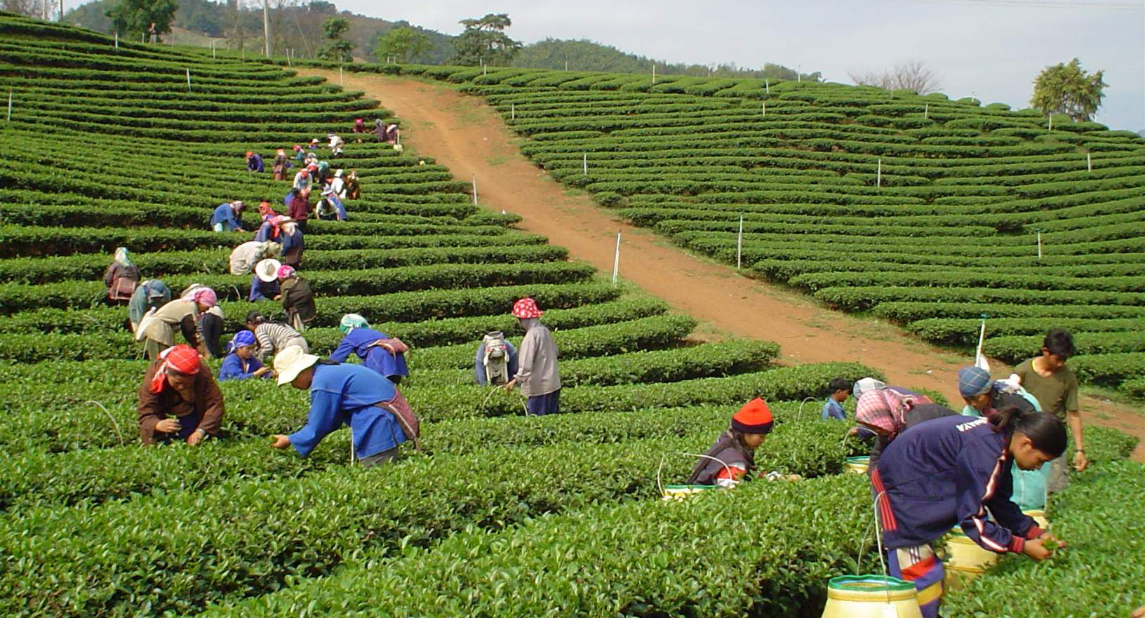 QingxinOolong Oolong Plantage - Nordthailand