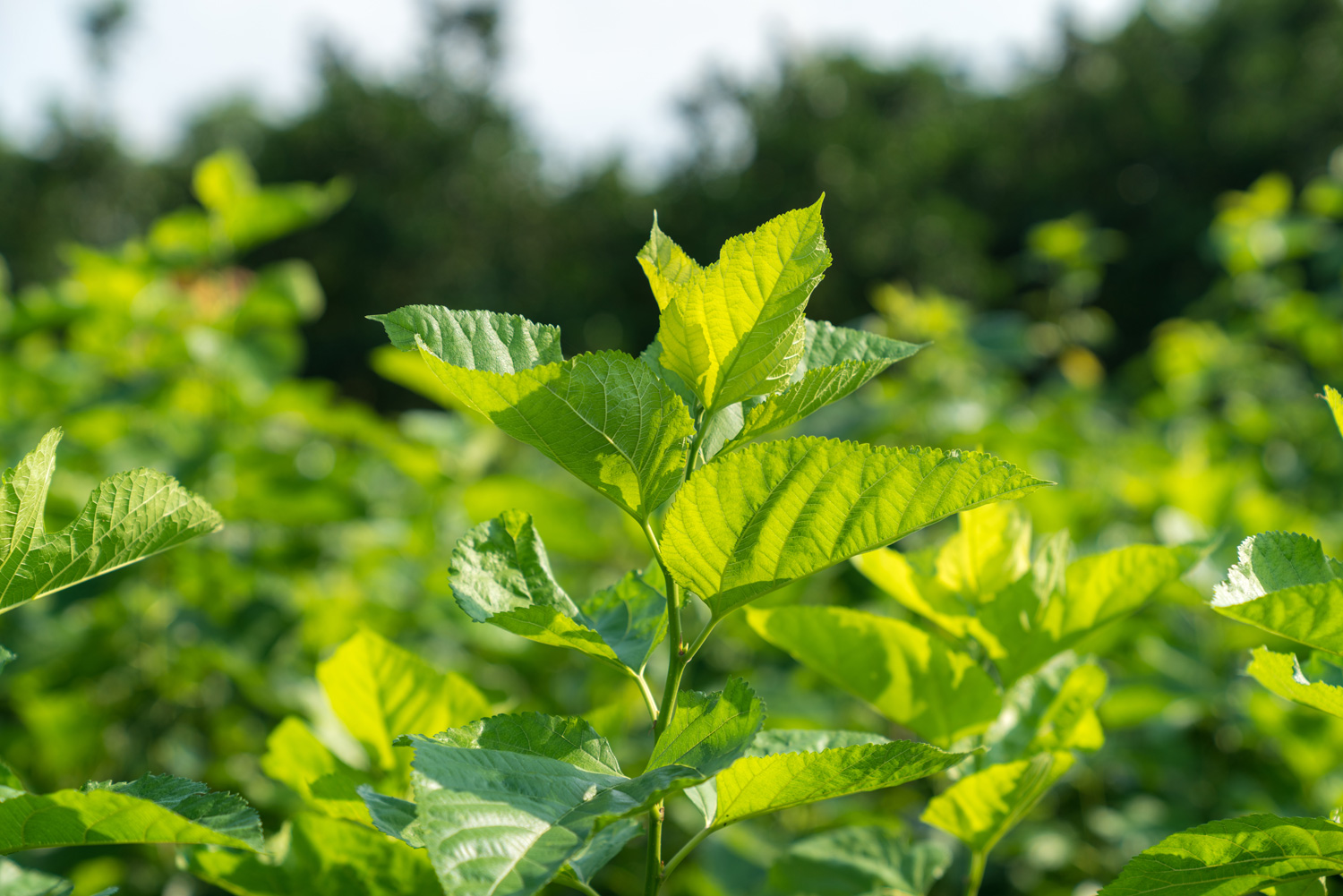 Maulbeer_Plantage Maulbeer Blätter