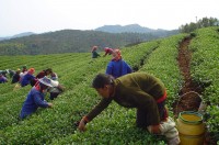 Teeplantage Nordthailand